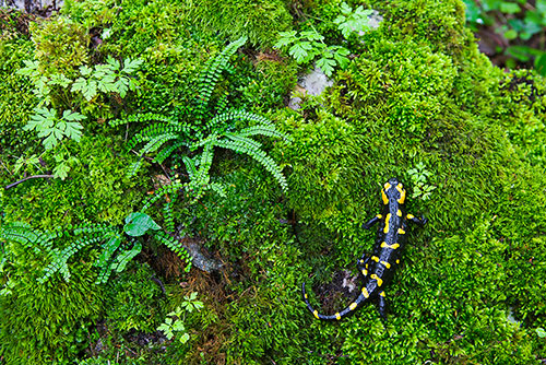 Vuursalamander | Salamandra salamandra