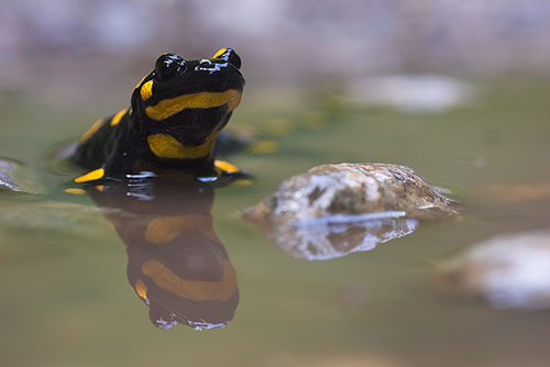 Vuursalamander | Salamandra salamandra