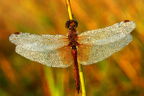 Geelvlekheidelibel | Sympetrum flaveolum