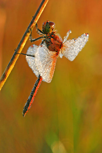 Zeldzame Geelvlekheidelibel | Sympetrum flaveolum