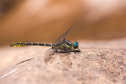 Zeldzame Gevorkte rombout | Gomphus graslinii in de Ardeche | Frankrijk