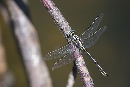 Zeldzame Gevorkte rombout | Gomphus graslinii in de Ardeche | Frankrijk