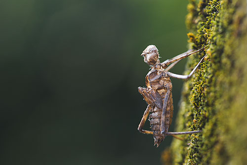 Larvenhuidje Prachtlibel | Macromia splendens | Exuvia