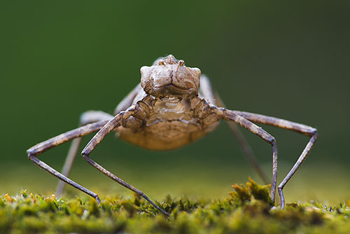 Larvenhuidje Prachtlibel | Macromia splendens | Exuvia