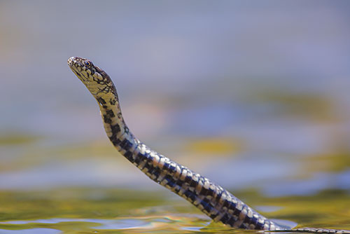 Adderringslang | Natrix maura in de Ardeche, Frankrijk.