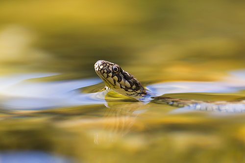 Adderringslang | Natrix maura in de Ardeche | Frankrijk.