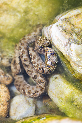 Adderringslang | Natrix maura in de Ardeche | Frankrijk.