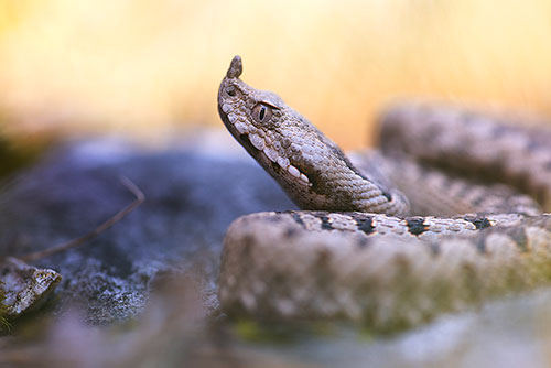 Dodelijke Zandadder | Vipera ammodytes, uit Oostenrijk, giftigste slang van Europa.