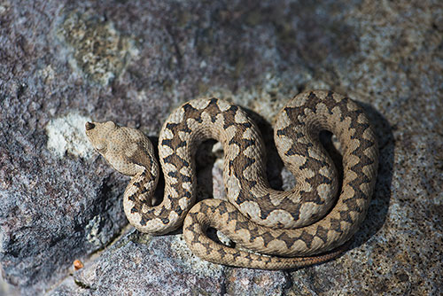 Dodelijke Zandadder | Vipera ammodytes, uit Oostenrijk, giftigste slang van Europa.