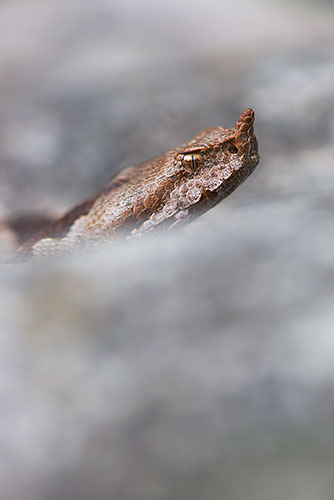 Dodelijke Zandadder | Vipera ammodytes, uit Slovenie, giftigste slang van Europa.