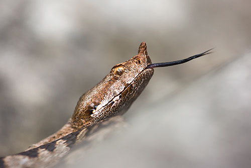Dodelijke Zandadder | Vipera ammodytes, uit Slovenie, giftigste slang van Europa.