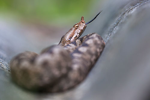 Juveniel Zandadder | Vipera ammodytes, uit Oostenrijk, giftigste slang van Europa.