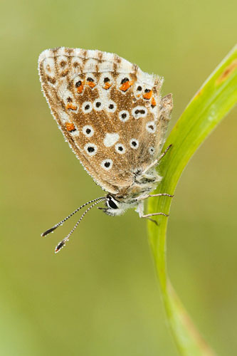 Adonisblauwtje | Polyommatus bellargus