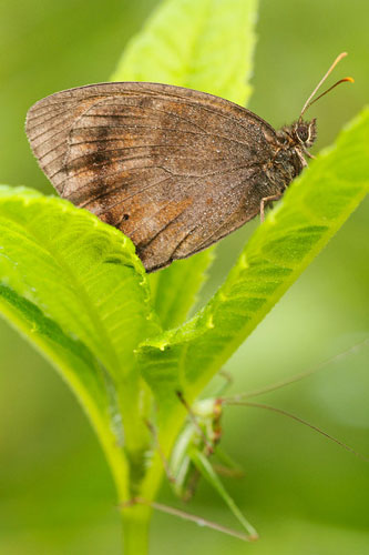 Blauwoogvlinder | Minios dryas