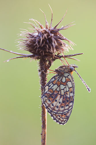 Dubbelstipparelmoervlinder | Brenthis hecate
