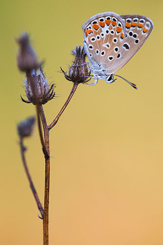 Esparcetteblauwtje | Polyommatus thersites