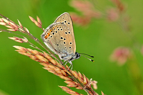 Rode vuurvlinder | Lycaena hippothoes