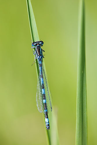 Vogelwaterjuffer | Coenagrion ornatum