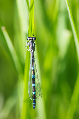 Vogelwaterjuffer | Coenagrion ornatum