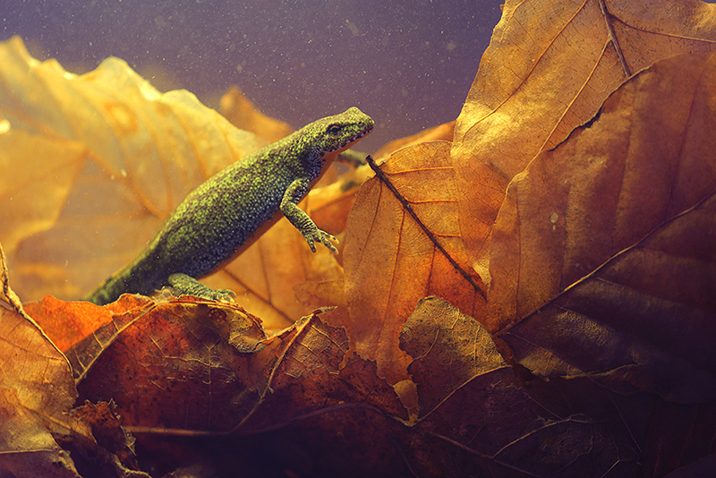 Vrouwtje Alpenwatersalamander | Ichthyosaura alpestris onder water.