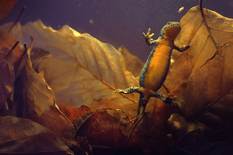 Alpenwatersalamander