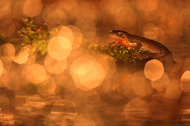 Sfeervolle nachtopname Alpenwatersalamander