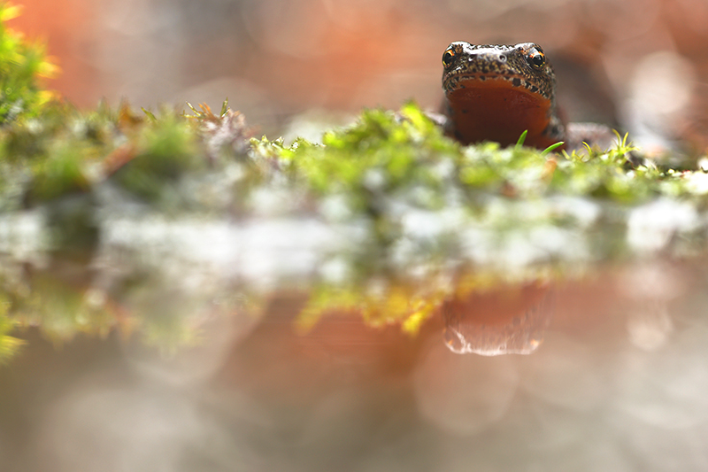 Vrouwtje Alpenwatersalamander | Ichthyosaura alpestris.