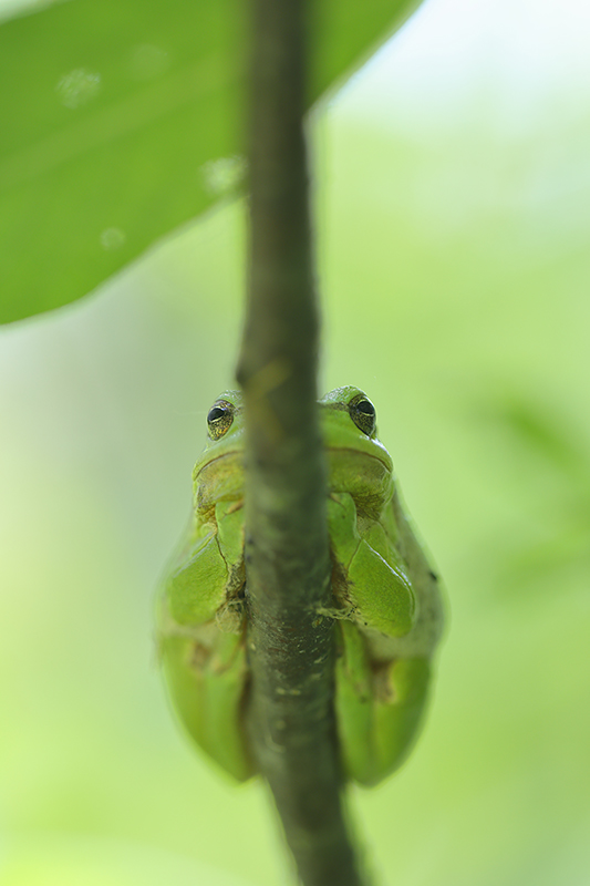 Boomkikker | Hyla arborea in natuurlijke habitat.