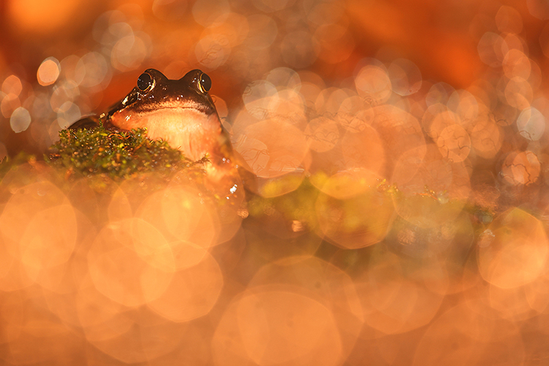 Bruine kikker fotograferen in de nacht.