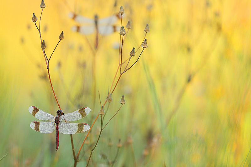 Bandheidelibel | Sympetrum pedemontanum bij eerste zonlicht.