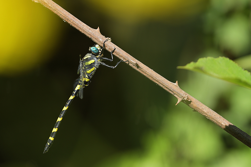 Blauwoogbronlibel | Cordulegaster insignis