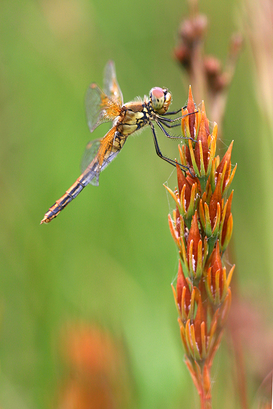 Geelvlekheidelibel | Sympetrum flaveolum bedekt met dauwdruppels