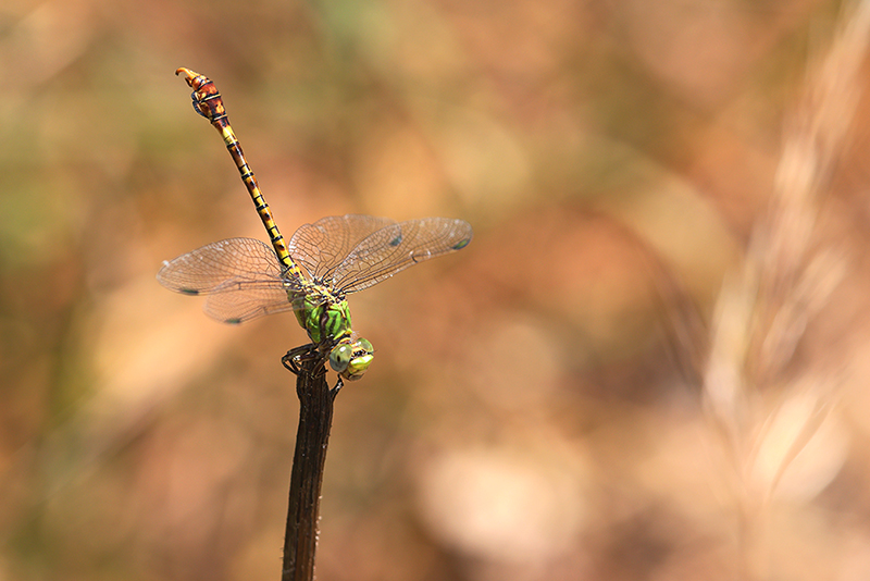 Obeliskhouding mannetje Groene haaklibel | Paragomphus genei.