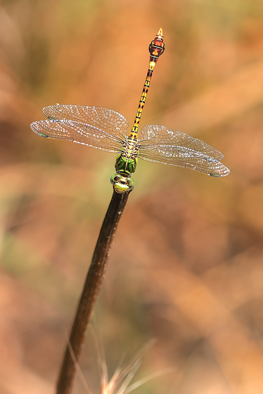 Bovenaanzicht mannetje Groene haaklibel | Paragomphus genei.