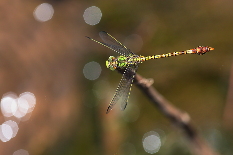 Bovenaanzicht mannetje Groene haaklibel | Paragomphus genei.