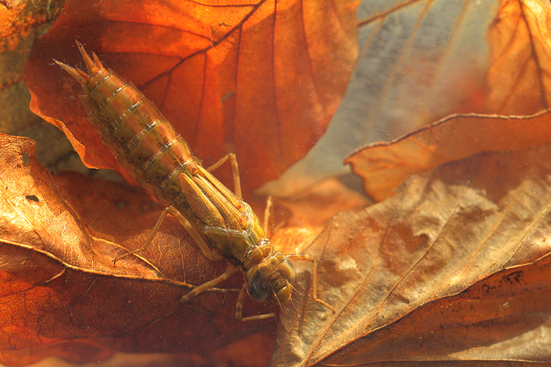 Larf: Grote keizerlibel | Anax imperator | lengte: 50-65 mm
