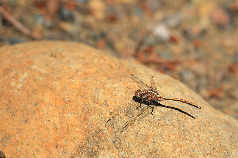 Vrouwtje Kleine oeverlibel | Orthetrum taeniolatum