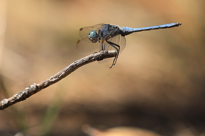 Mannetje Kleine oeverlibel | Orthetrum taeniolatum
