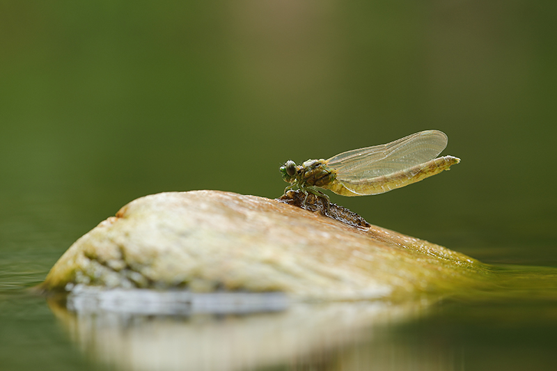 Vers uitgeslopen Kleine tanglibel | Onychogomphus forcipatus