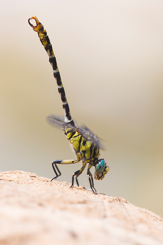 Kleine tanglibel | Onychogomphus forcipatus ssp. unguiculatus met blauwe ogen.