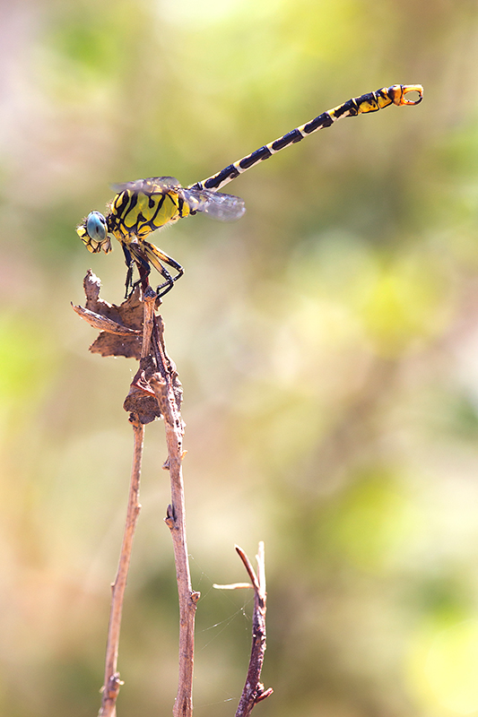 Onychogomphus forcipatus ssp. unguiculatus met kenmerkende blauwe ogen.