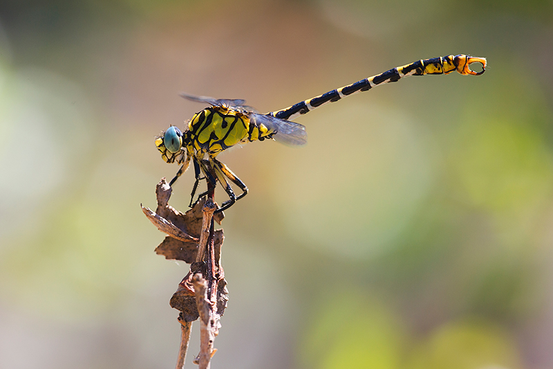 Kleine tanglibel | Onychogomphus forcipatus ssp. unguiculatus met kenmerkende blauwe ogen.