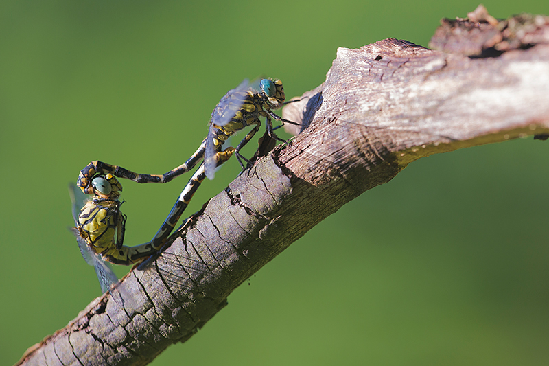 Paringswiel Kleine tanglibel | Onychogomphus forcipatus ssp. unguiculatus.