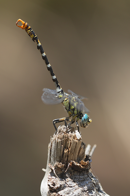 Kleine tanglibel | Onychogomphus forcipatus ssp. albotibialis in Turkije.