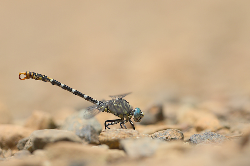 Kleine tanglibel | Onychogomphus forcipatus ssp. albotibialis in Turkije.