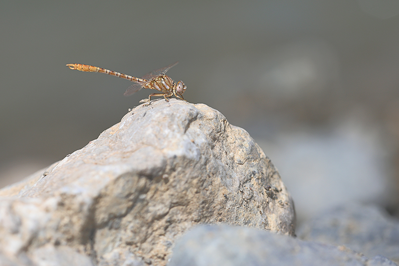 Mannetje Moorse tanglibel | Onychogomphus costae.