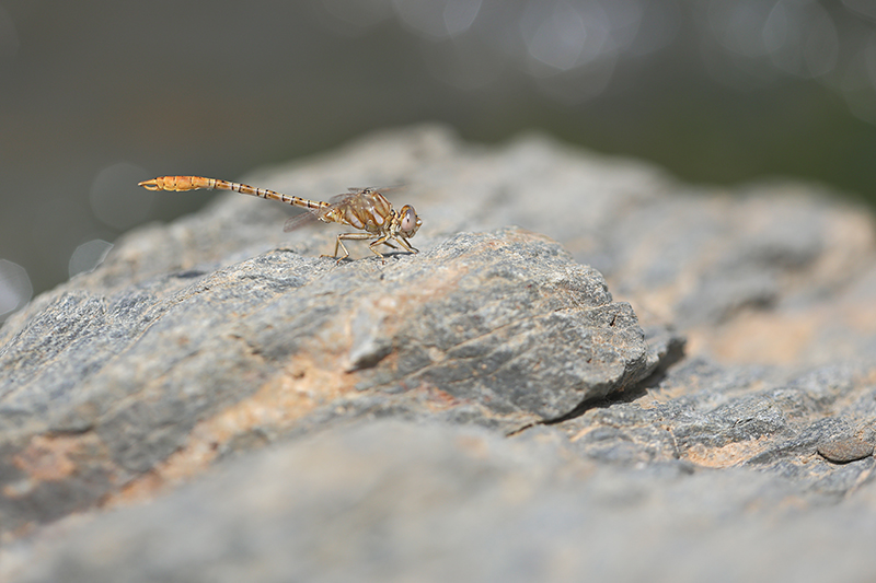 Mannetje Moorse tanglibel | Onychogomphus costae in leefgebied.