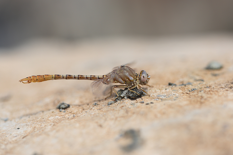 Mannetje Moorse tanglibel | Onychogomphus costae.