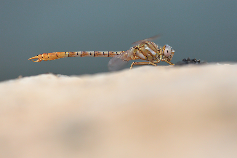 Mannetje Moorse tanglibel | Onychogomphus costae.