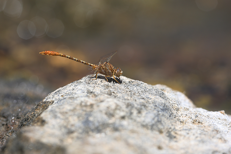Mannetje Moorse tanglibel | Onychogomphus costae.